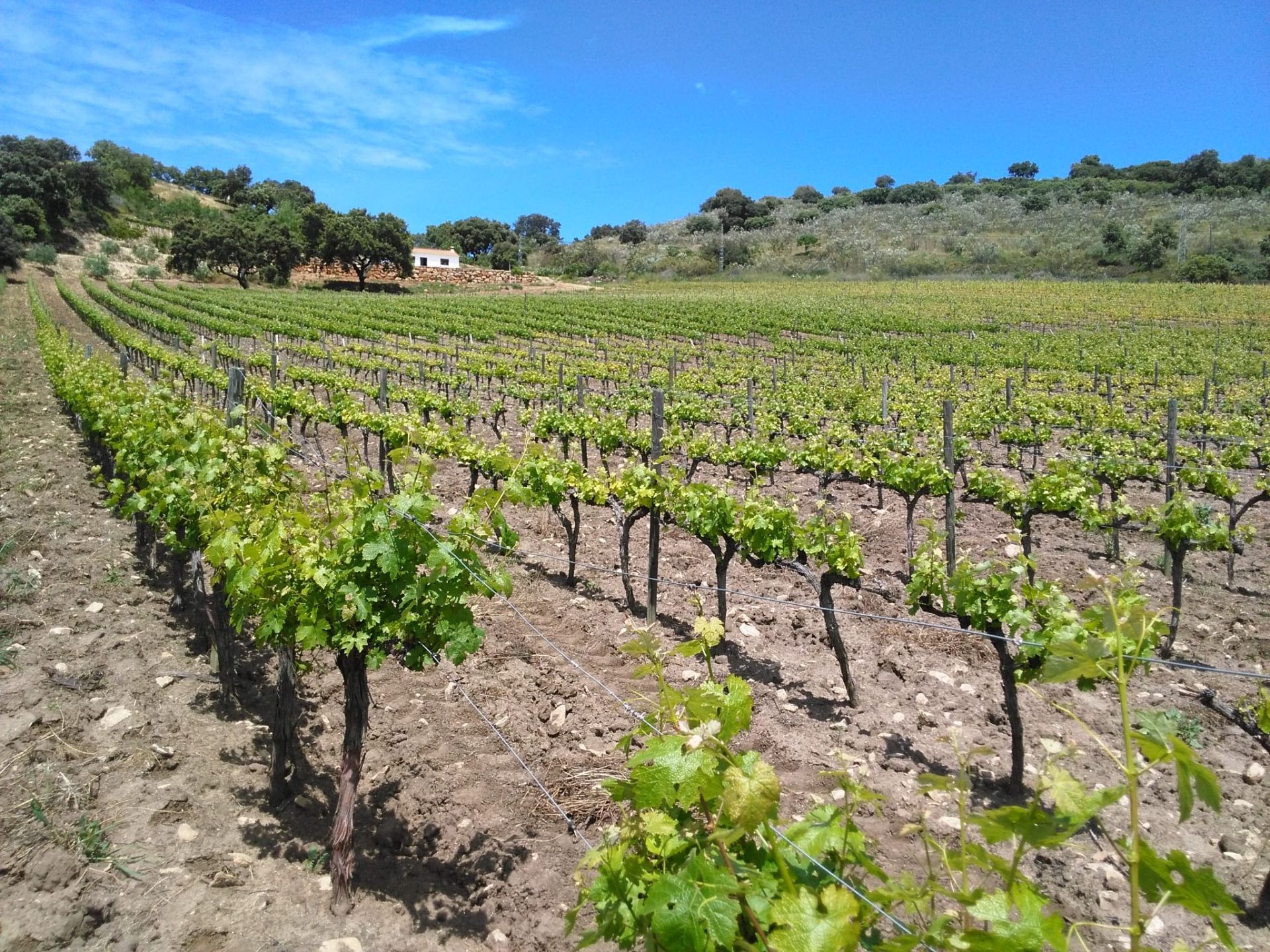 Countryside property in Ronda, extrarradio, for sale